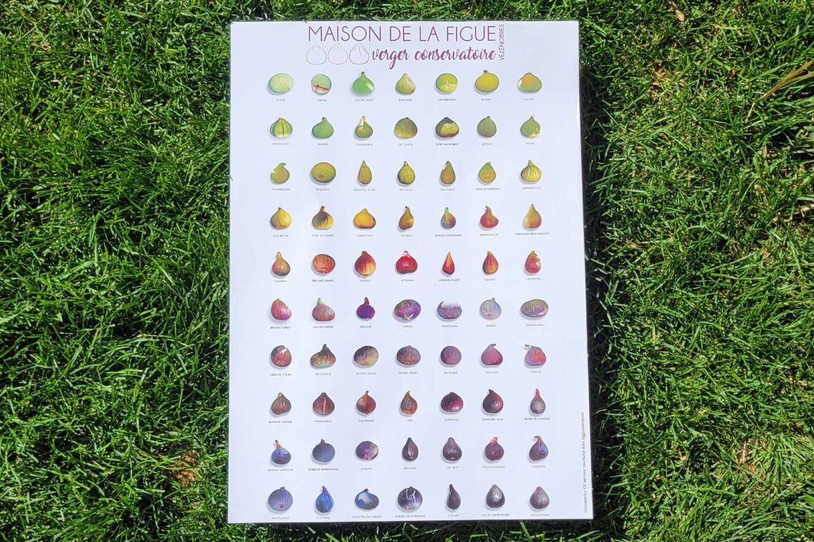 Poster de variétés de figues