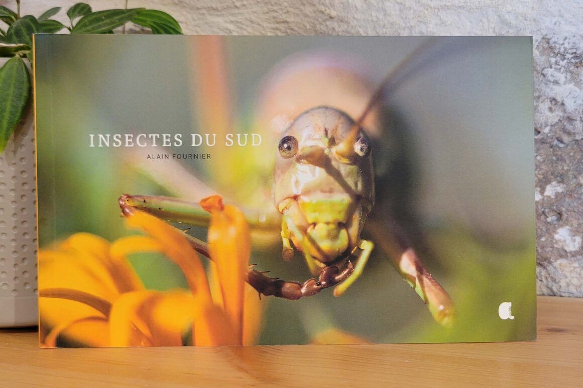 Livre Insectes du Sud