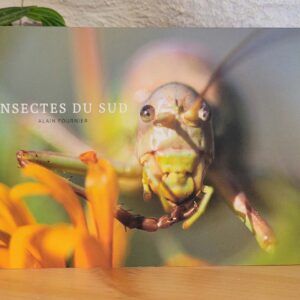 Livre Insectes du Sud